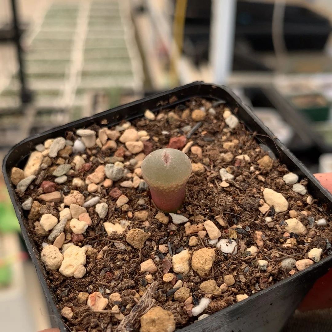 22003安格尼斯一颗