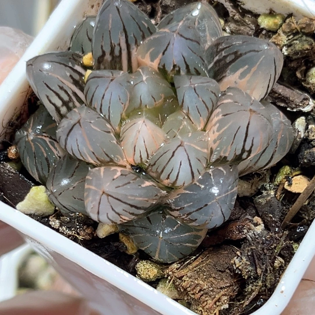 恭喜发财大吉大利4657