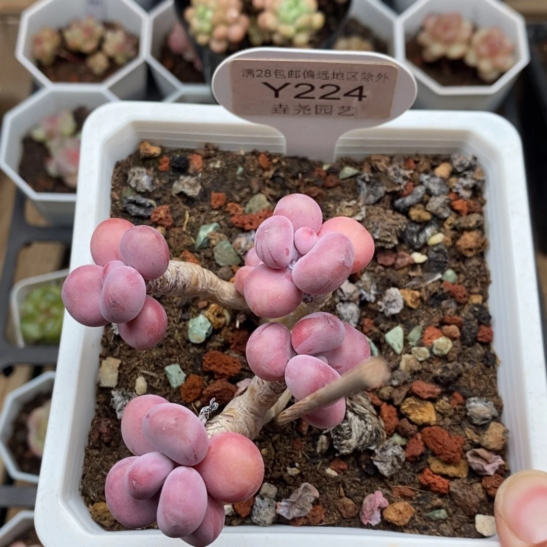 兔***呀0224 腰子蛋 6cm