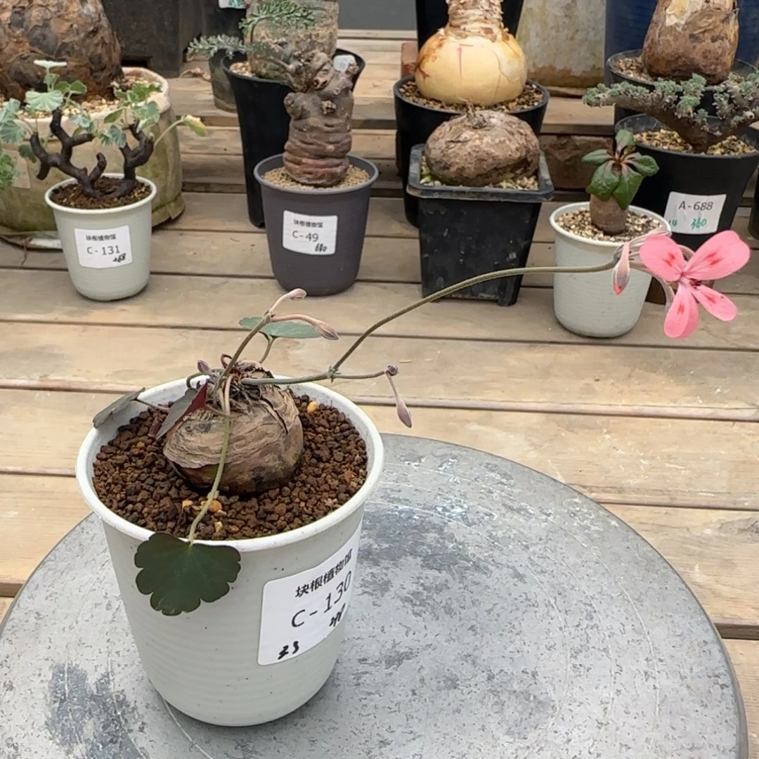 130肾叶洋葵不带盆