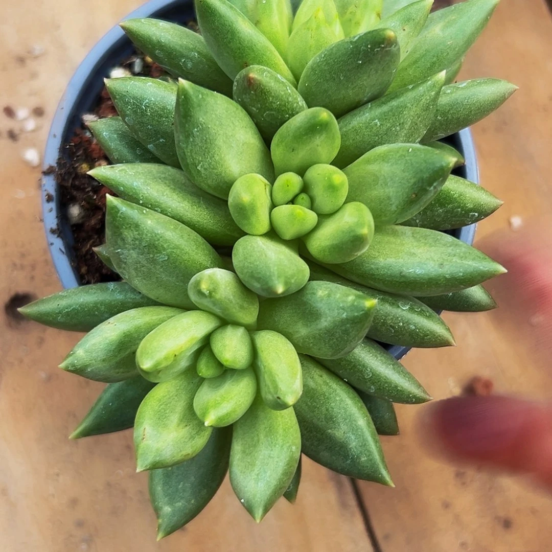 1颗美人系列多肉植物