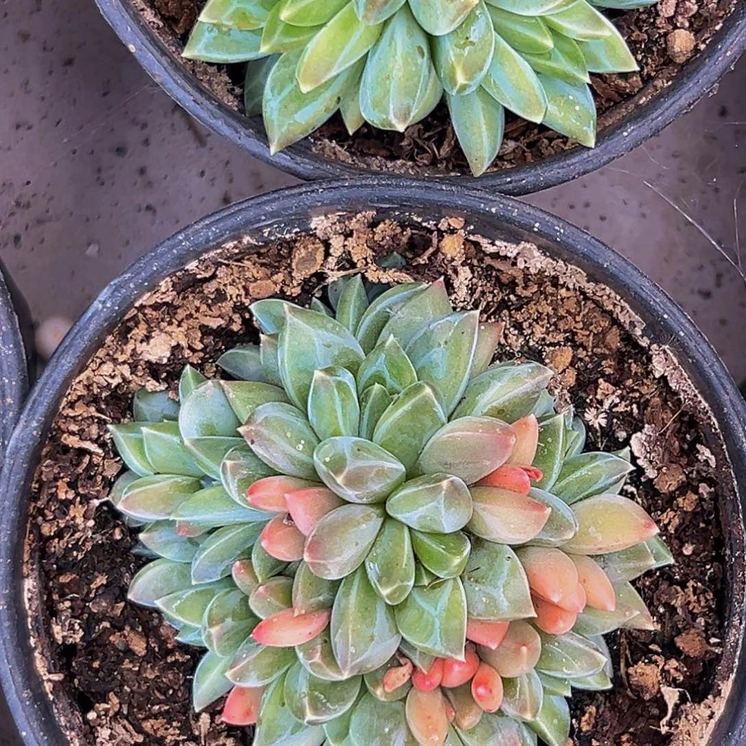 美美精品多肉美人系