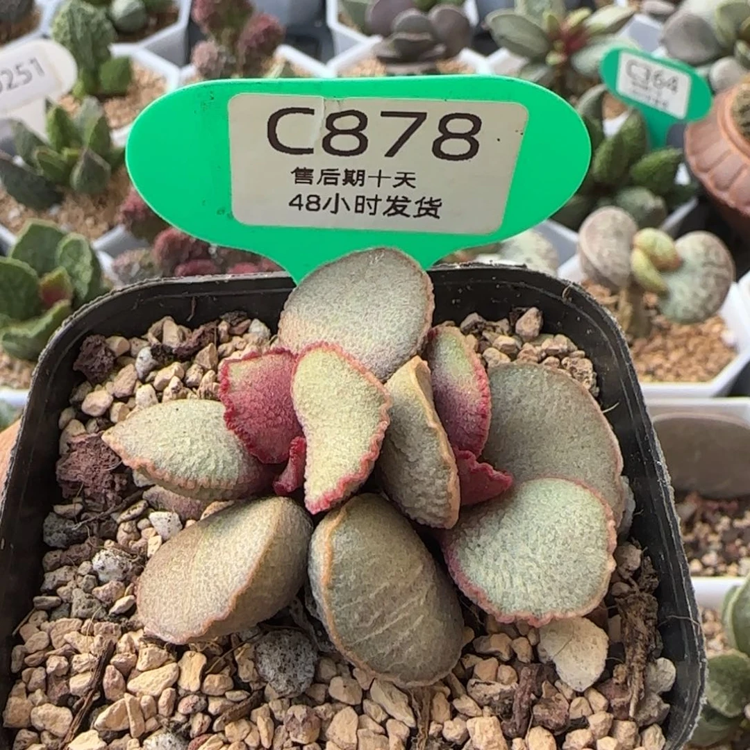 妖姬。     878。