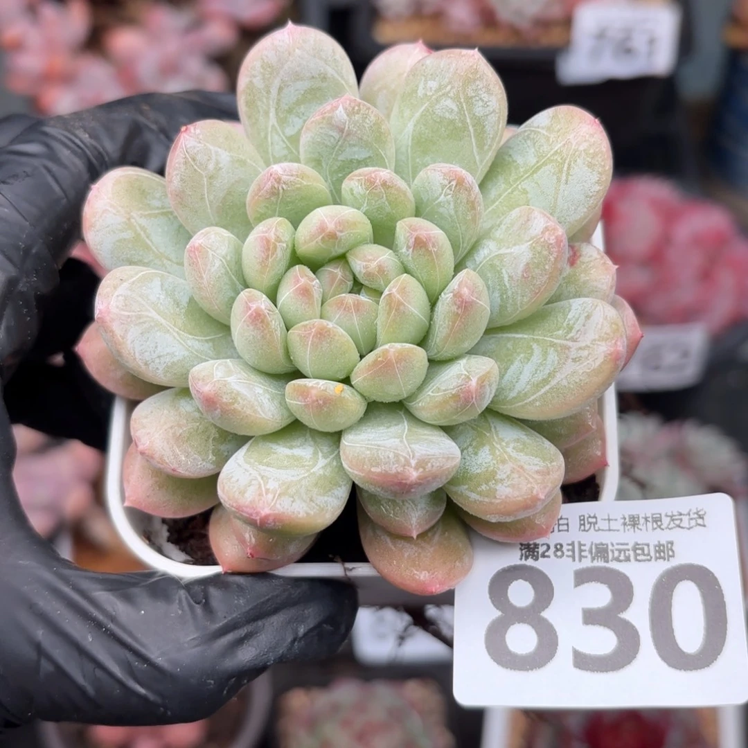 百达翡翠无盆土发货