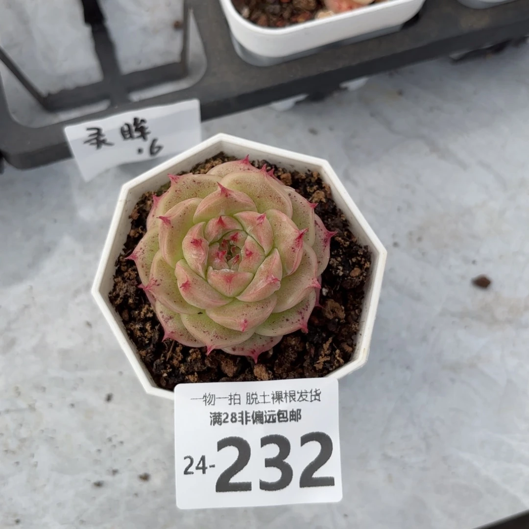 灵眸多肉多肉多肉多肉