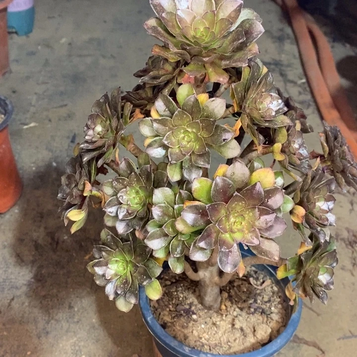 灰法多肉植物13。