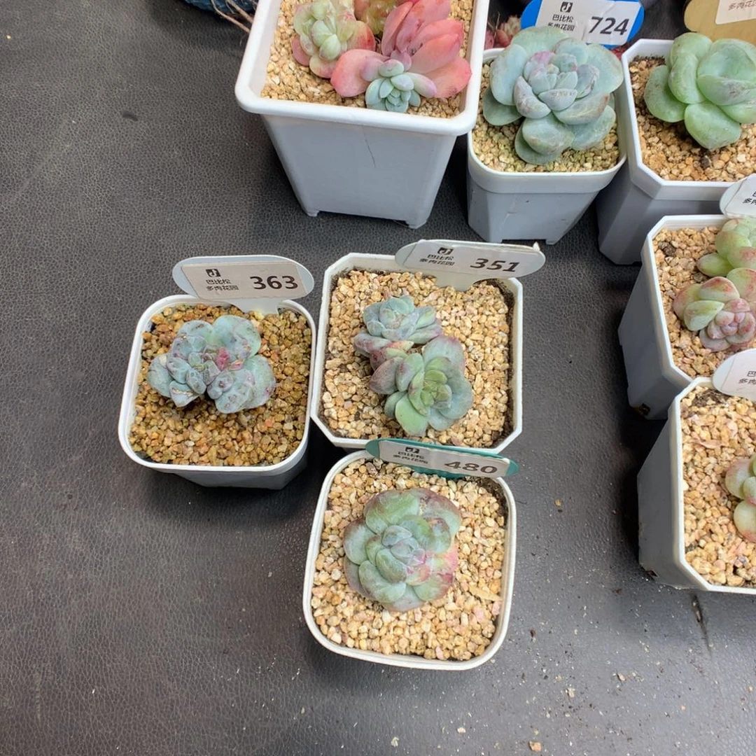 会***年363-351-480冰玉石化多肉植物