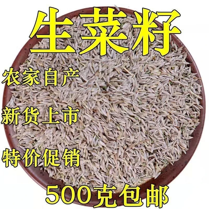 新货生菜子可炒熟磨粉白巨胜籽白苣子包邮