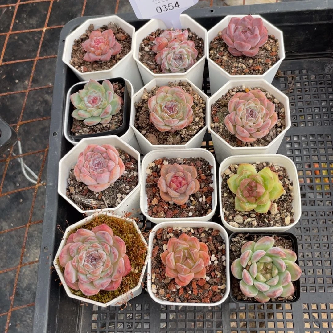 不包整散 盆子不售后0354