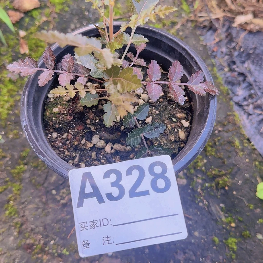 【闪购商品】?**狗块根植物