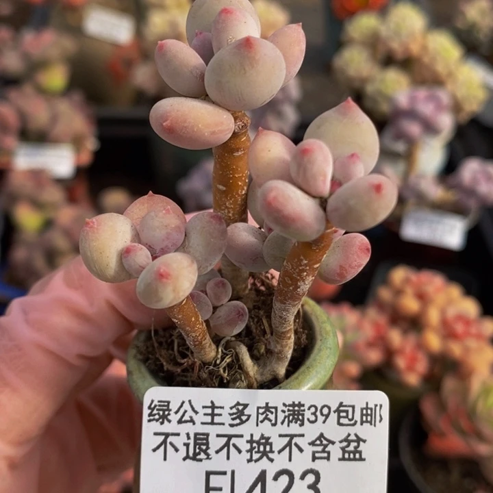 四代苹果奶4cm423多肉植物