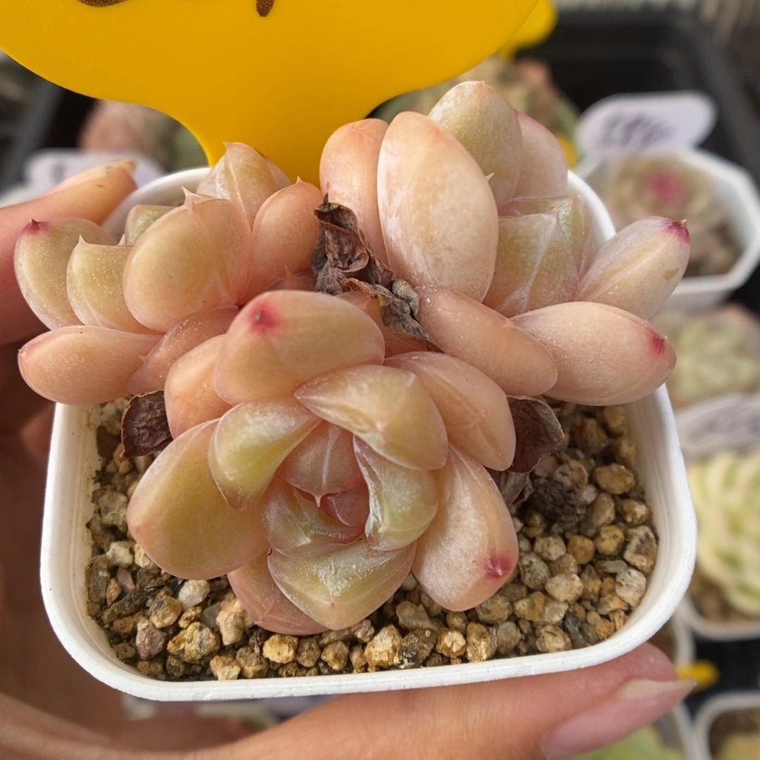 粉钻心珍妮群生651号