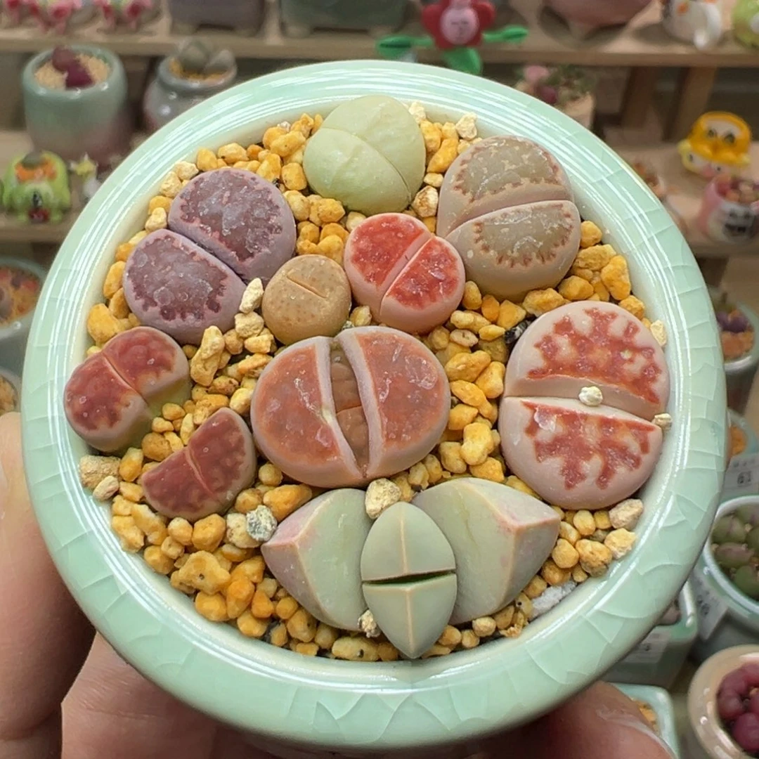 多肉植物95号彩色拼盘