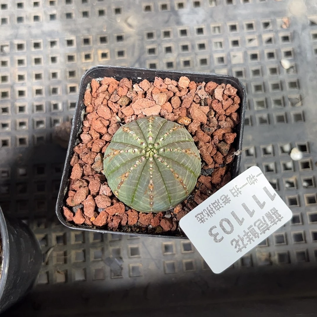 111103一物一拍单头布纹球