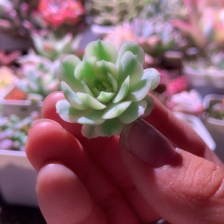 超白基因梦幻玫瑰覆轮锦