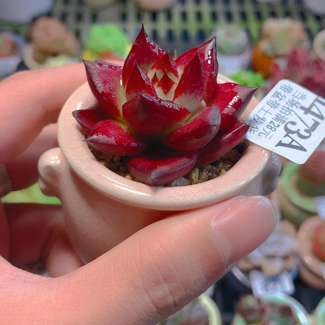 5厘米精控多肉1473