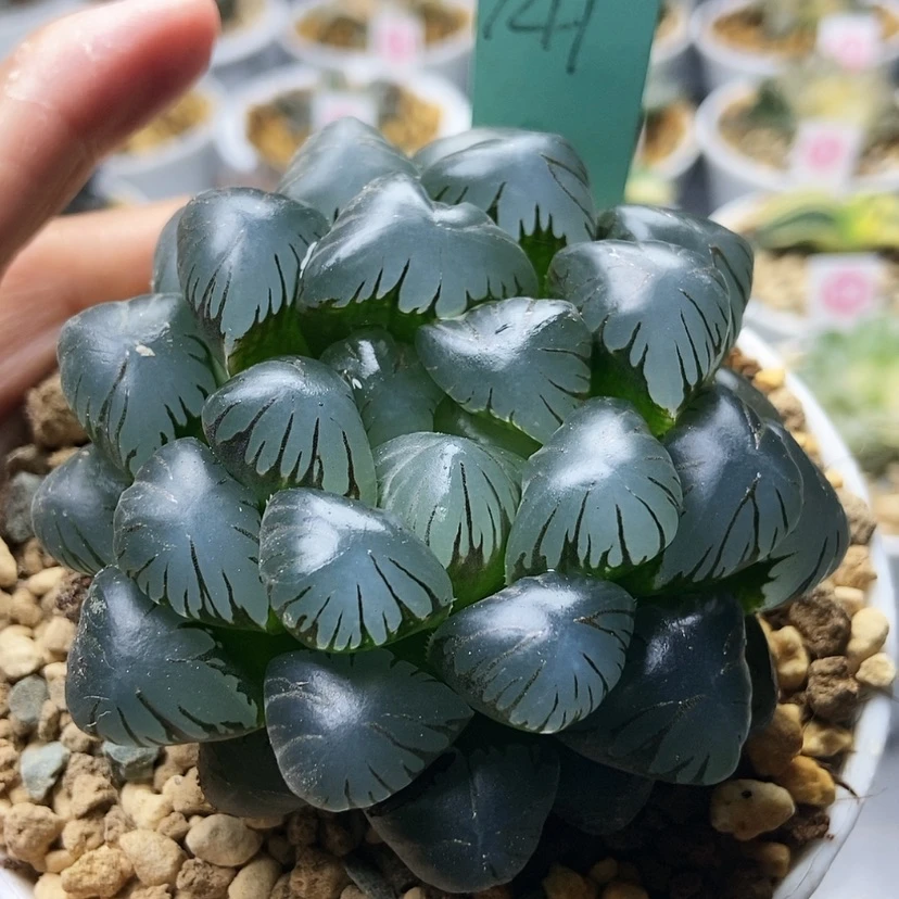 【闪购商品】孔明灯141