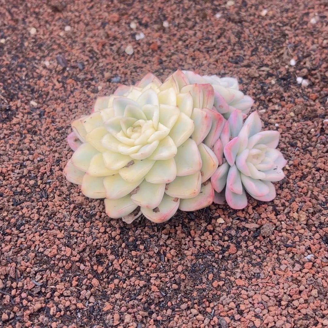 无花朵1111111111111