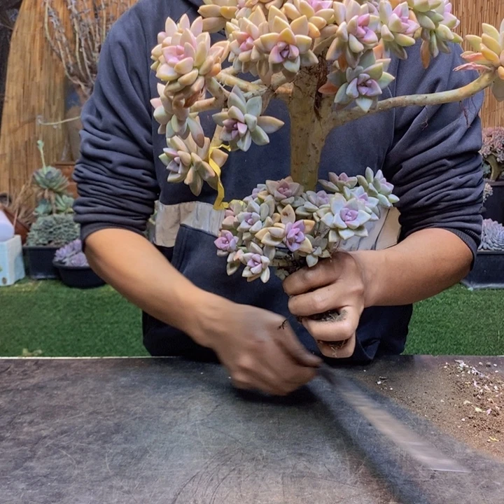 烟***晨305 号淡雪多肉植物