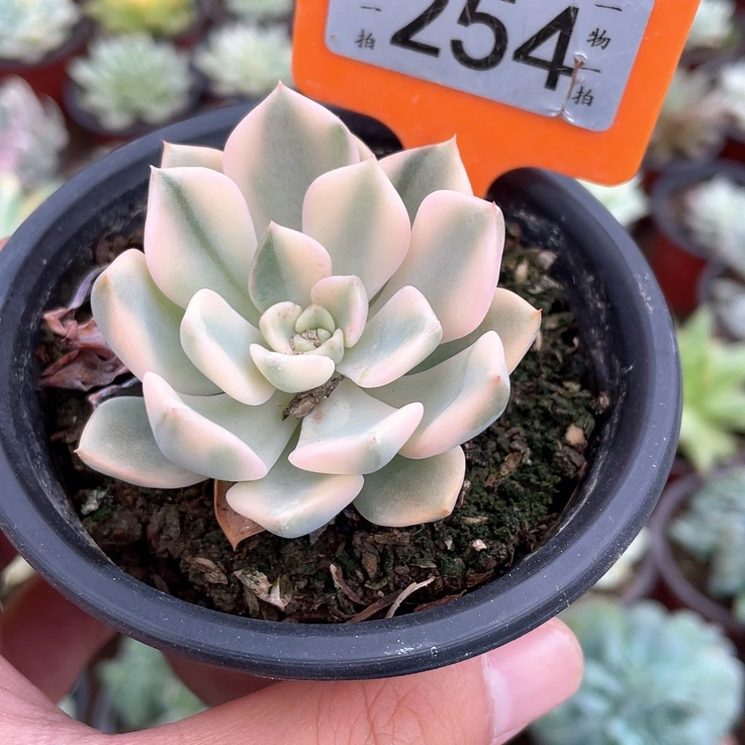 *****254多肉植物盆栽植物