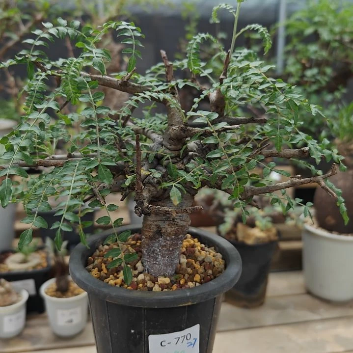 770尼嘞达乳香橄榄块根植物