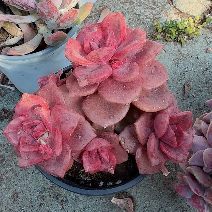 琉璃盏多肉植物精品