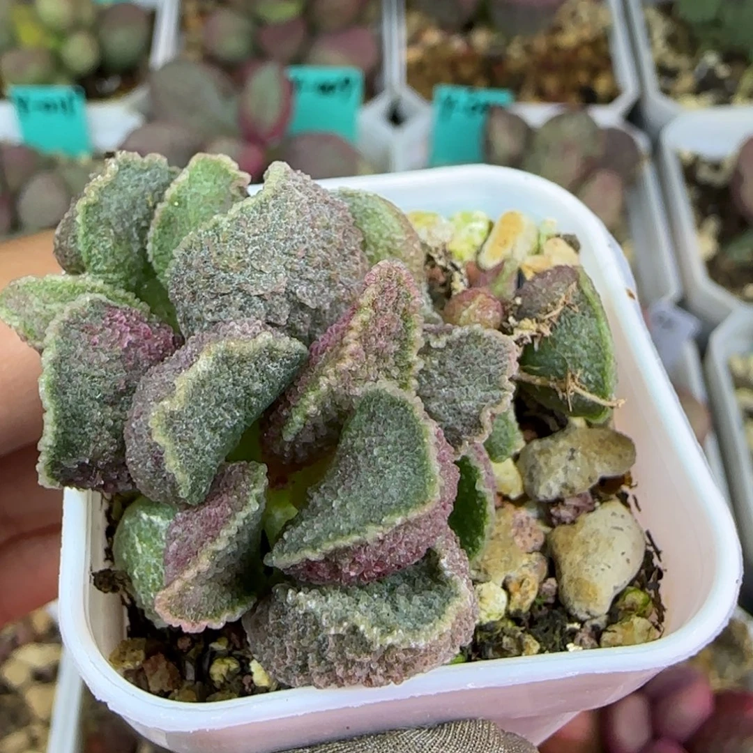 无花朵实生整盆出，五方盆