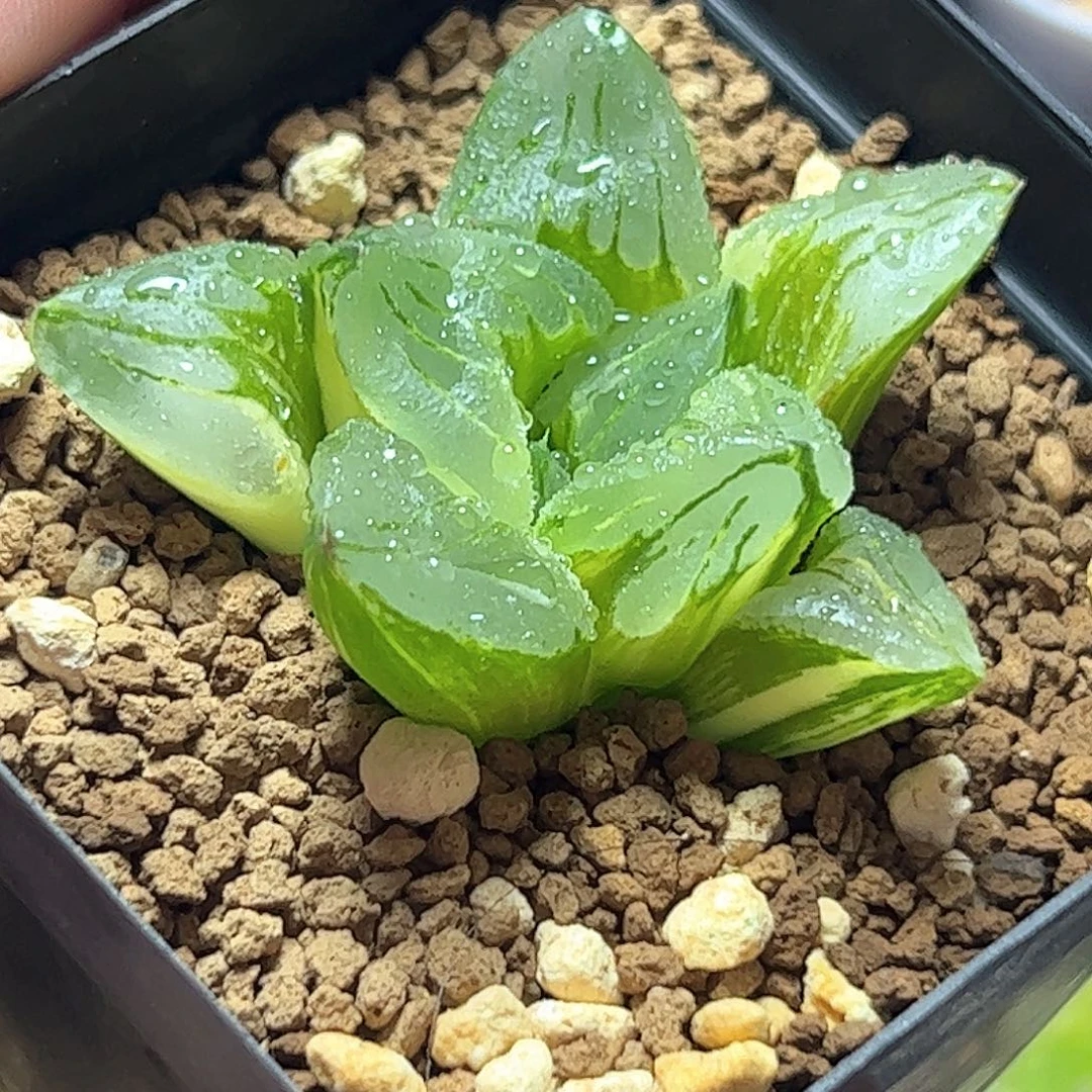 冰城锦十二卷多肉植物