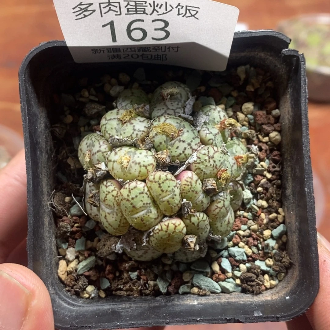 多肉蛋炒饭感谢您相伴163