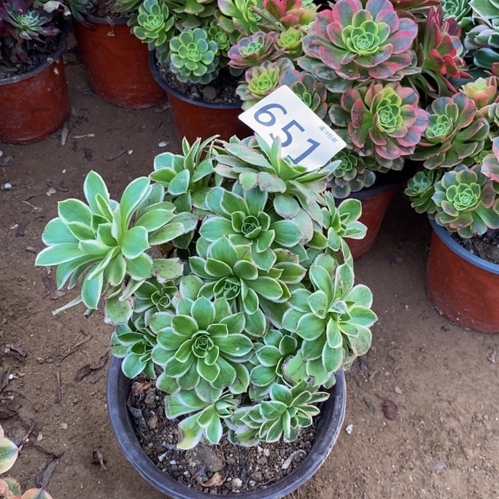 651大叶绿玫瑰绣球