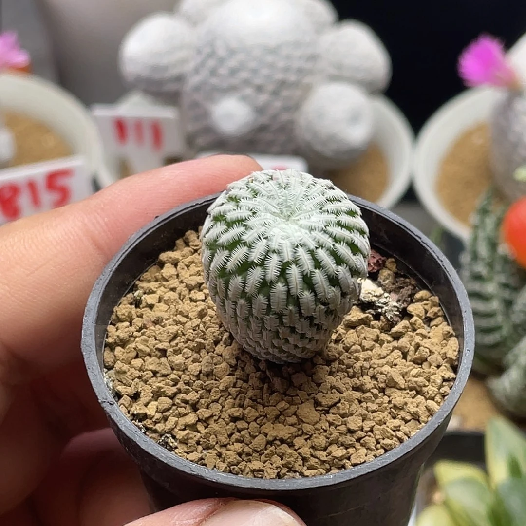 实生白肌精巧殿仙人球