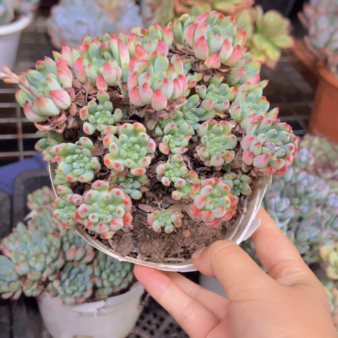 蓝苹果整装整群老桩