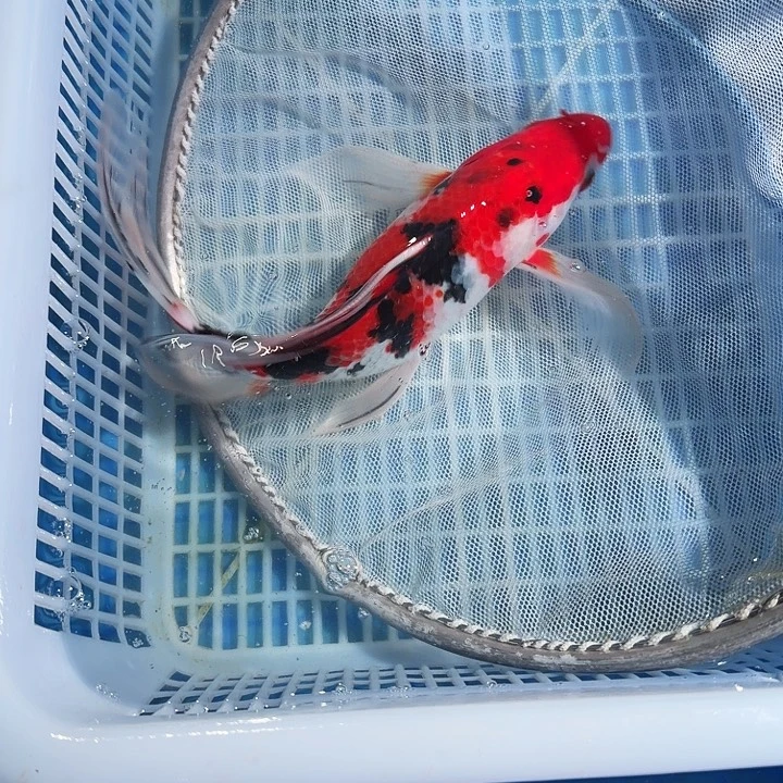 海水鱼锦鲤锦鲤鱼等