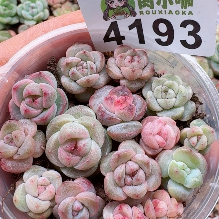 多肉植物多肉植物