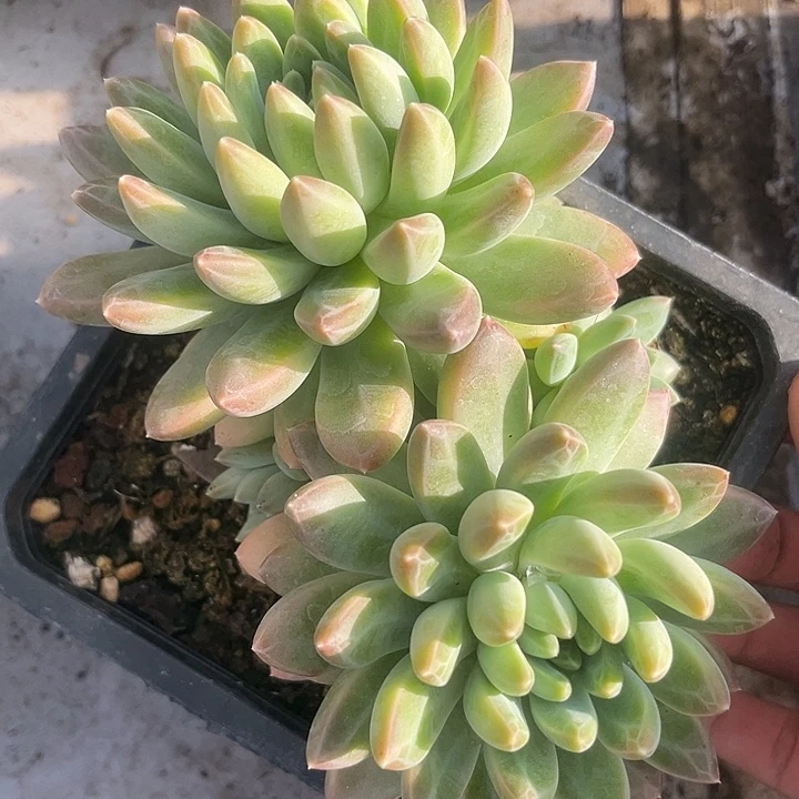 雨花石多肉 自然群