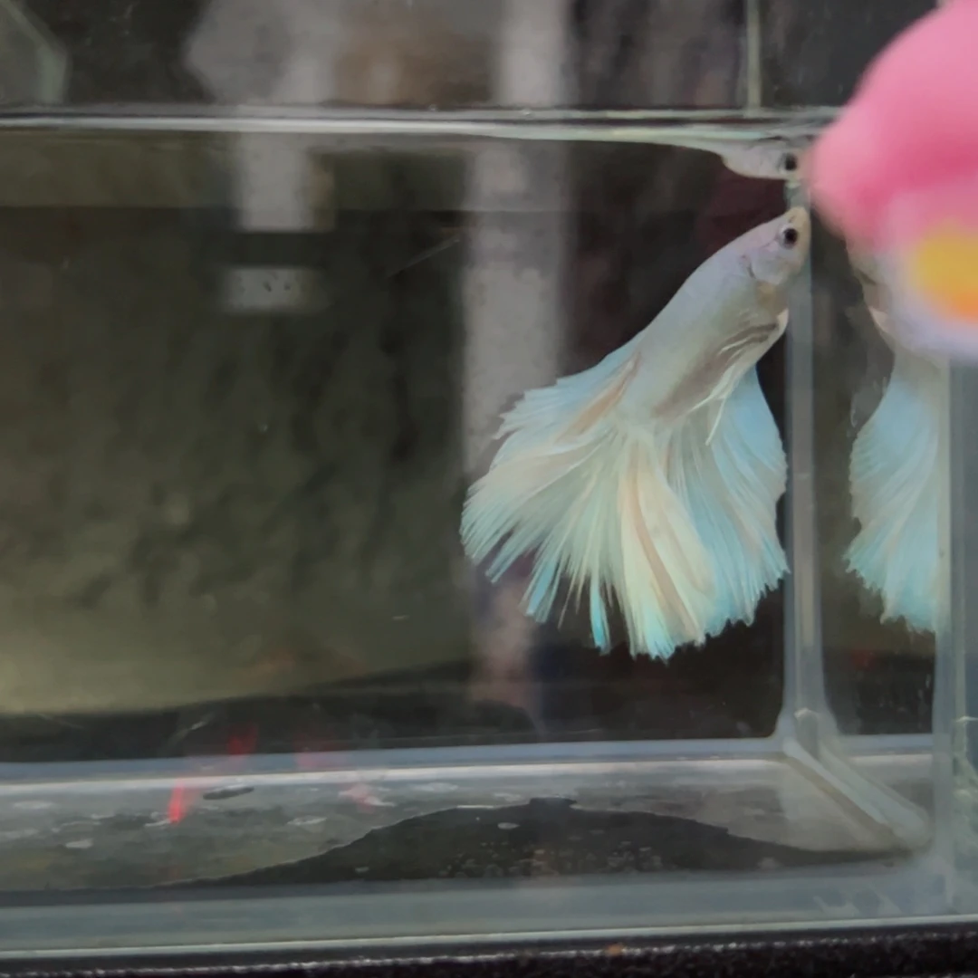 斗鱼浅色特殊尾hhhh