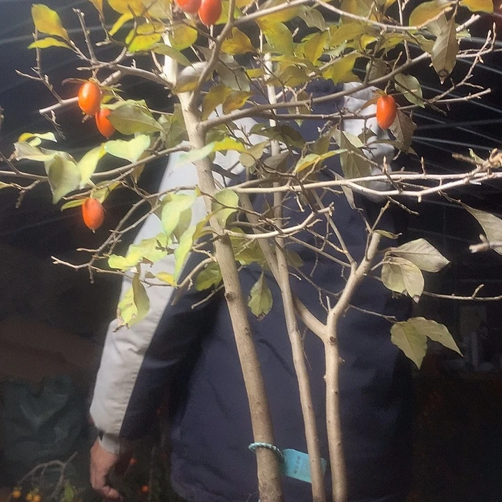 晓***君无花朵我们的目标