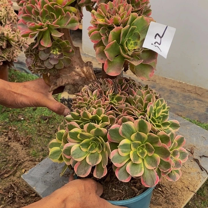 水***恋完全开放322号香妃➕女神缀化1颗多肉