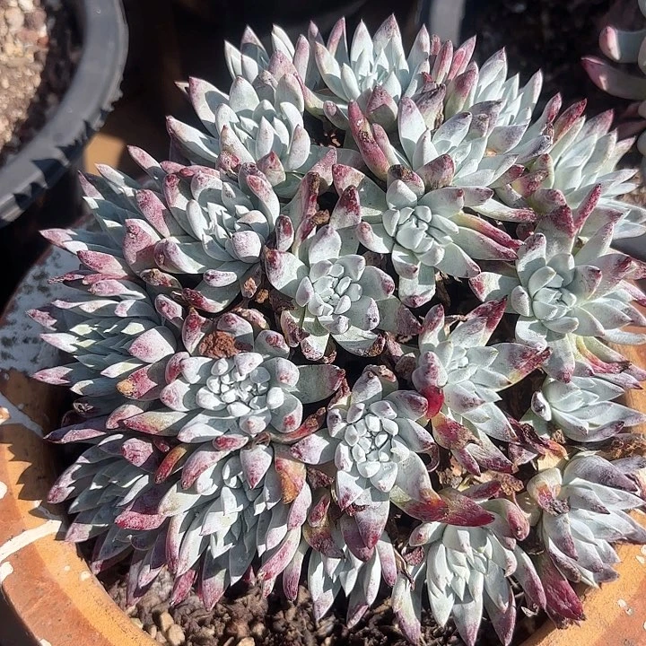 仙女杯多肉植物提取