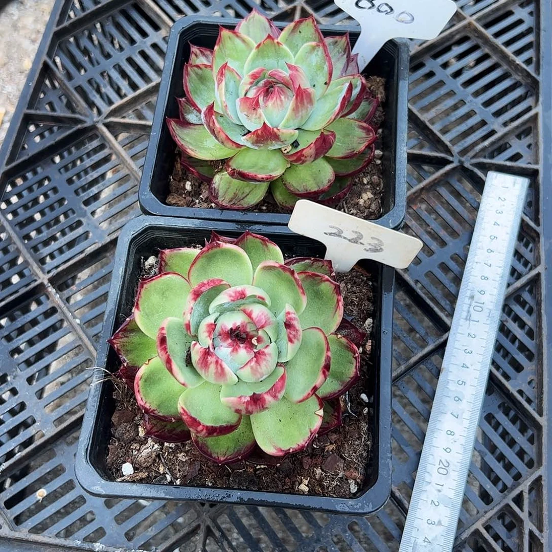 朝***暮惊鸿仙子223.1800号