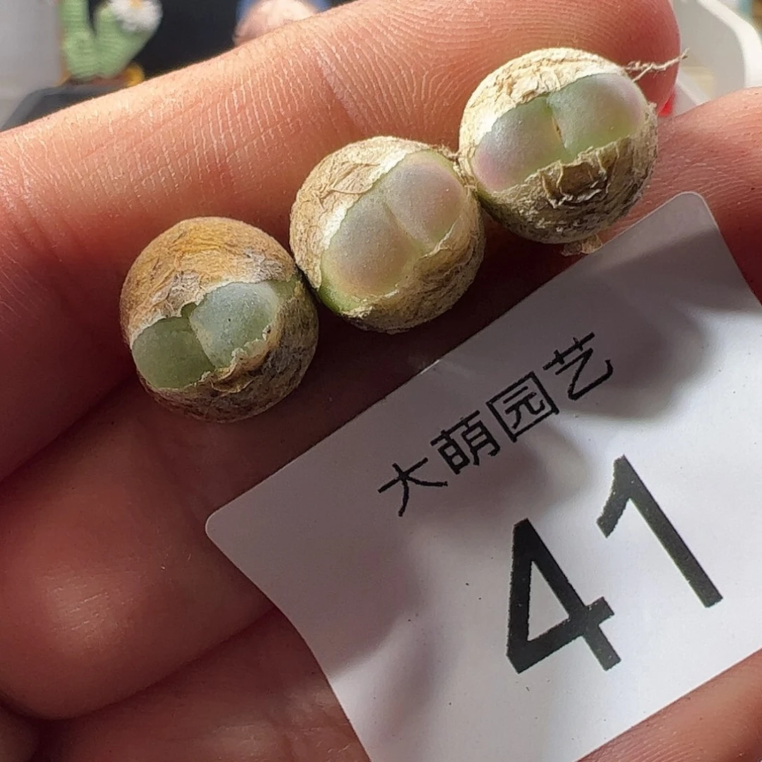 一物一拍。     41