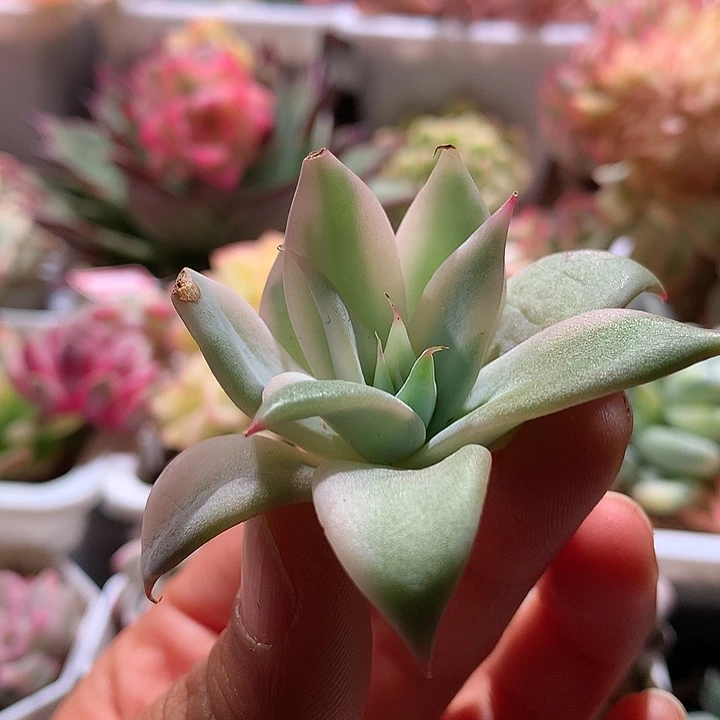 墨西哥巨人锦有根