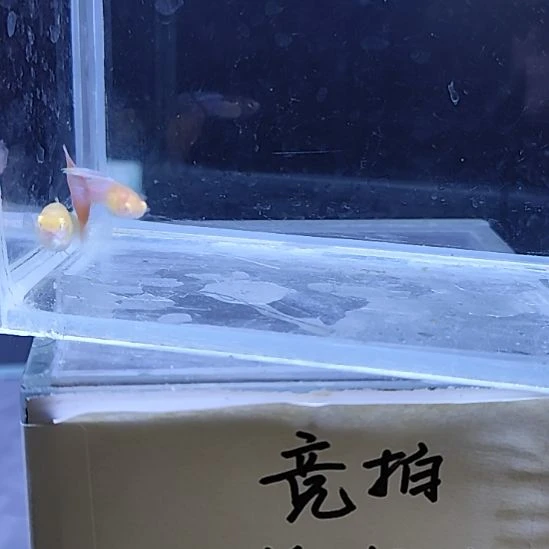 孔雀鱼21天使彩虹一对