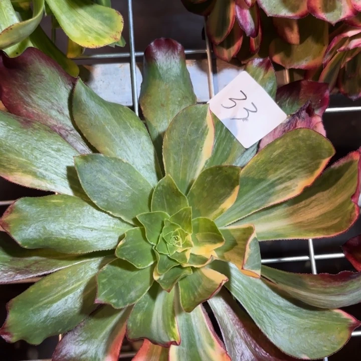 无花朵033特价魅影七彩无根