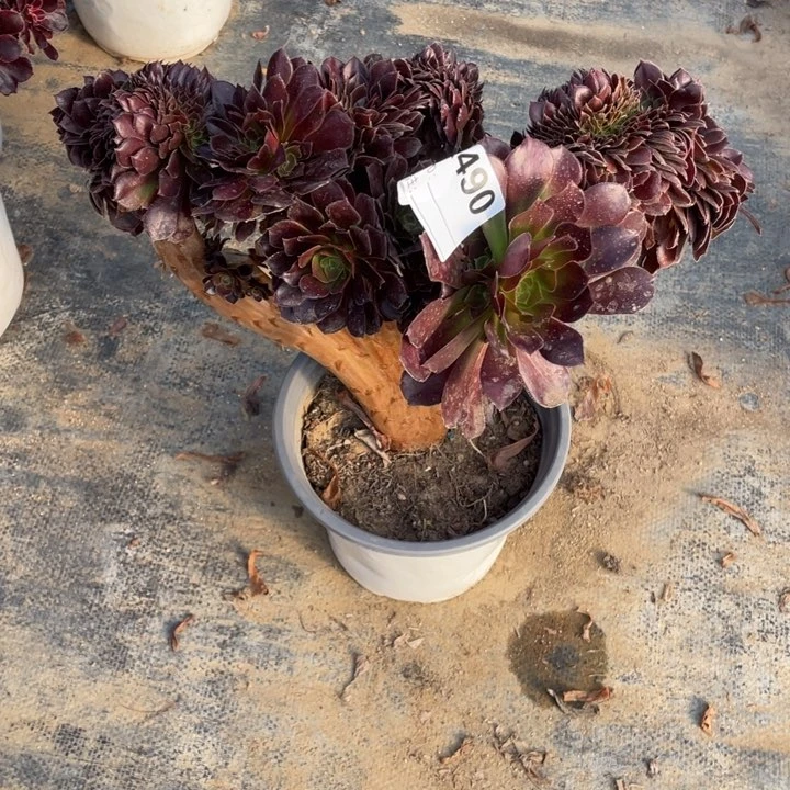 挖****马多肉杆子有伤荷兰玫瑰玫瑰490