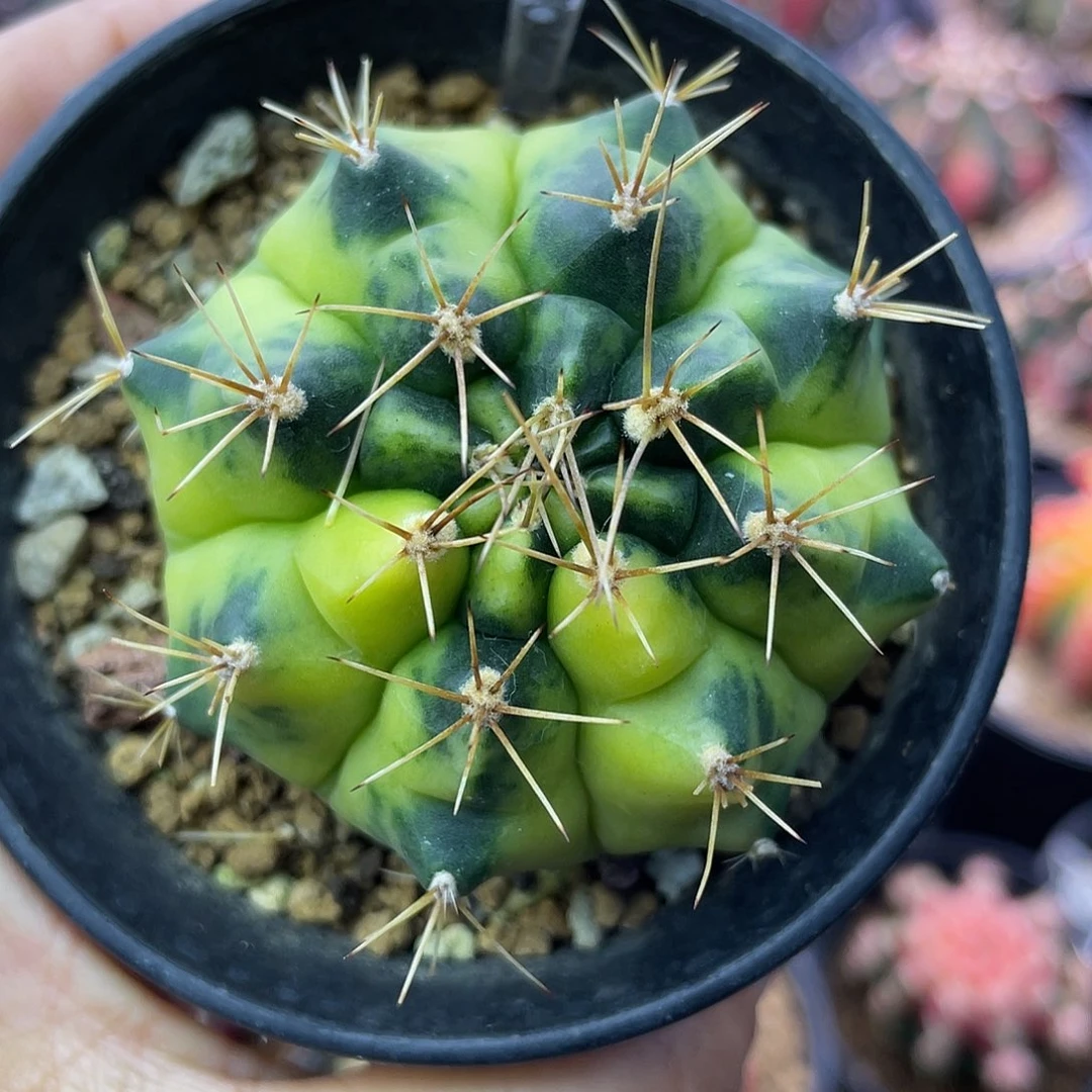 1-188月球半经5.4厘米