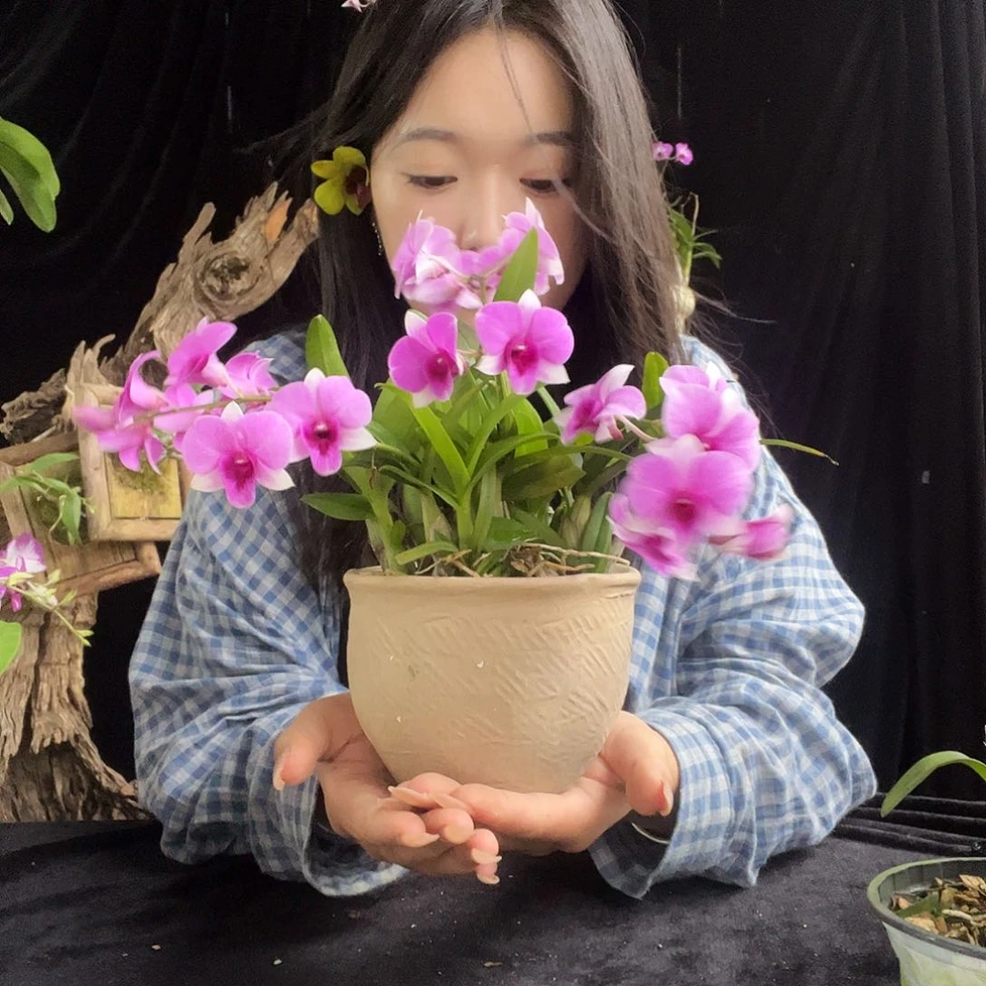 当前无花朵，栽培后可花朵0707