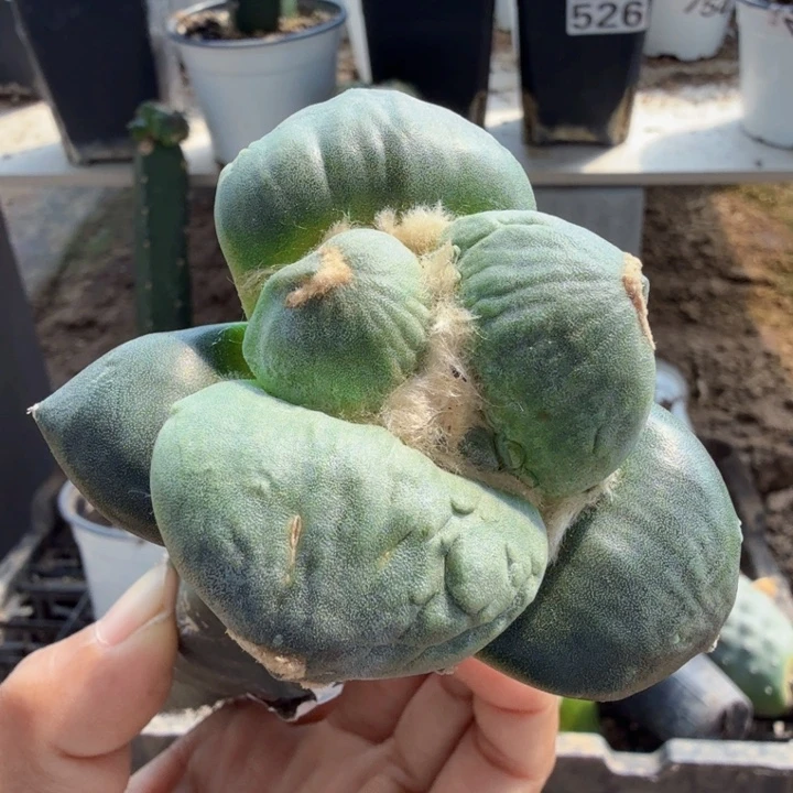 无花朵998苗接白肌超大优蛋蛋牡丹