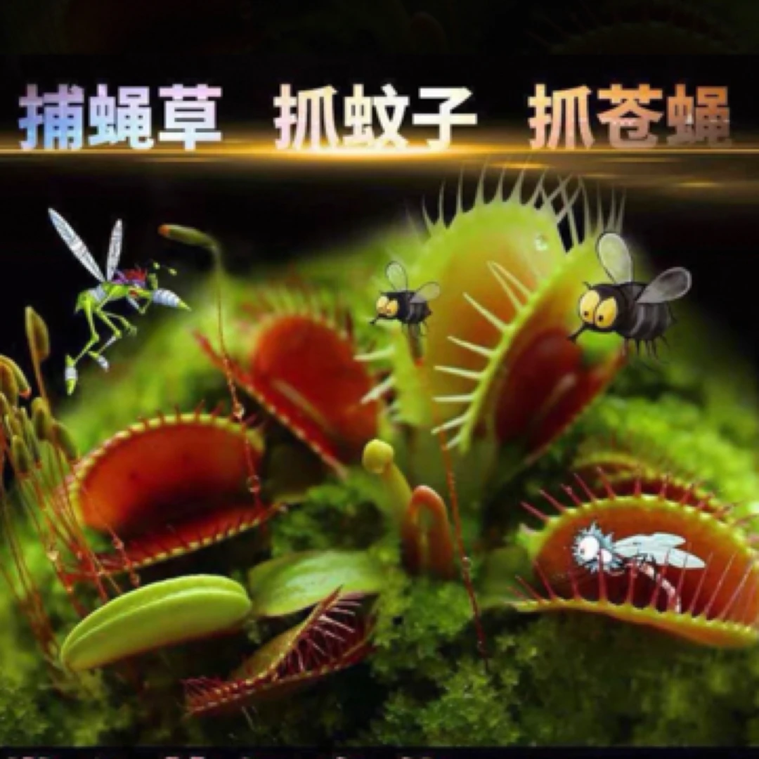 食虫植物 捕蝇草裸根一颗 喜水 喜亮植物5个夹子3-5厘米一颗
