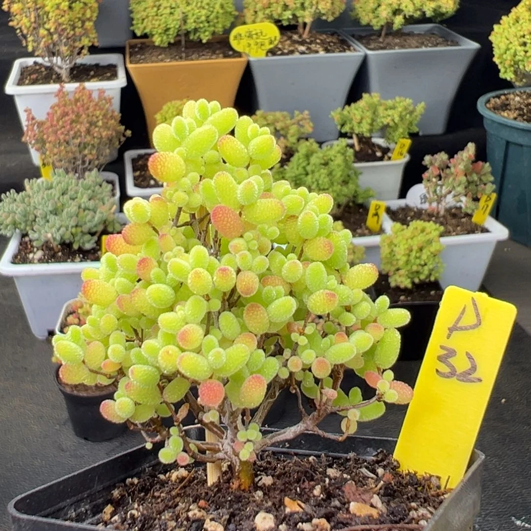 蜜橘dai pen dai tu fa huo